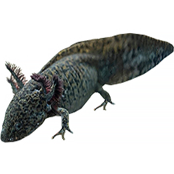 Marked Melanoid